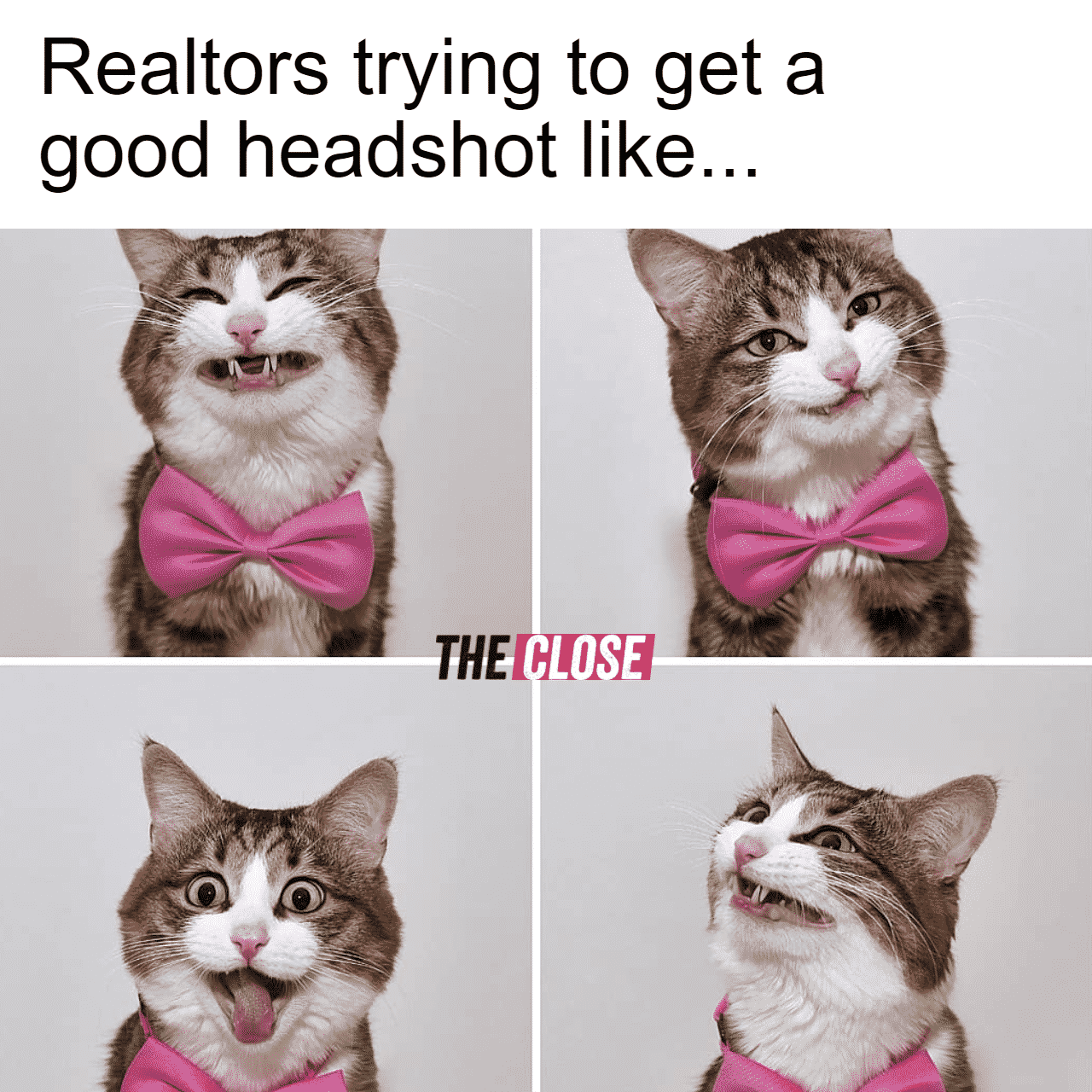 four image of a funny cat with pink bow tie