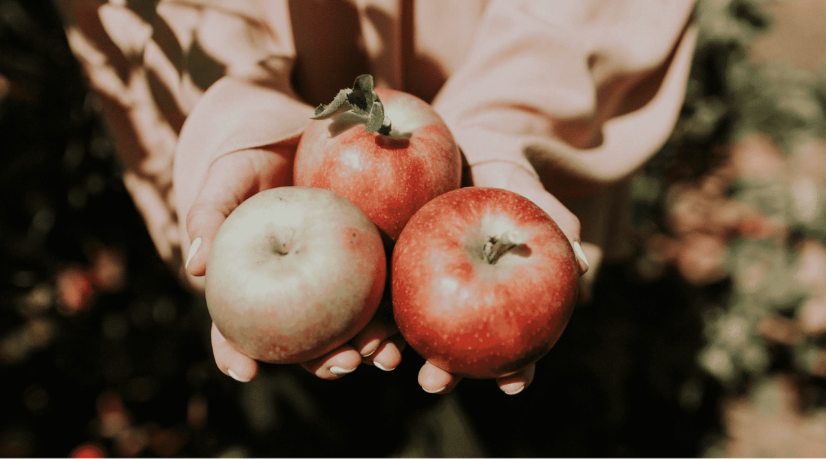 Person holding three apples