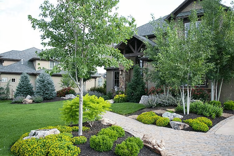 Trees and other green plants on a front yard