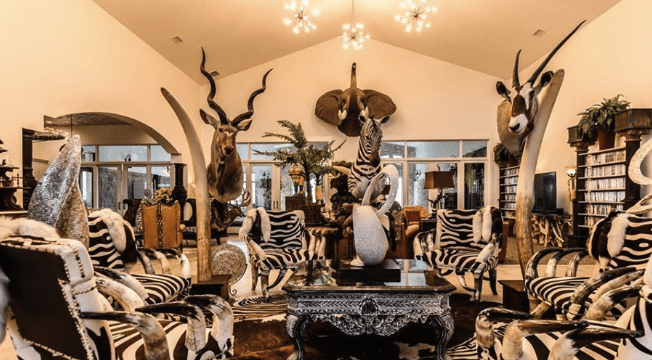 A large sitting room or library of a home boasting vaulted ceilings stuffed with six zebra-skin covered chairs, two giant tusks standing upright, multiple stuffed heads, including a zebra, and an elephant on the walls.