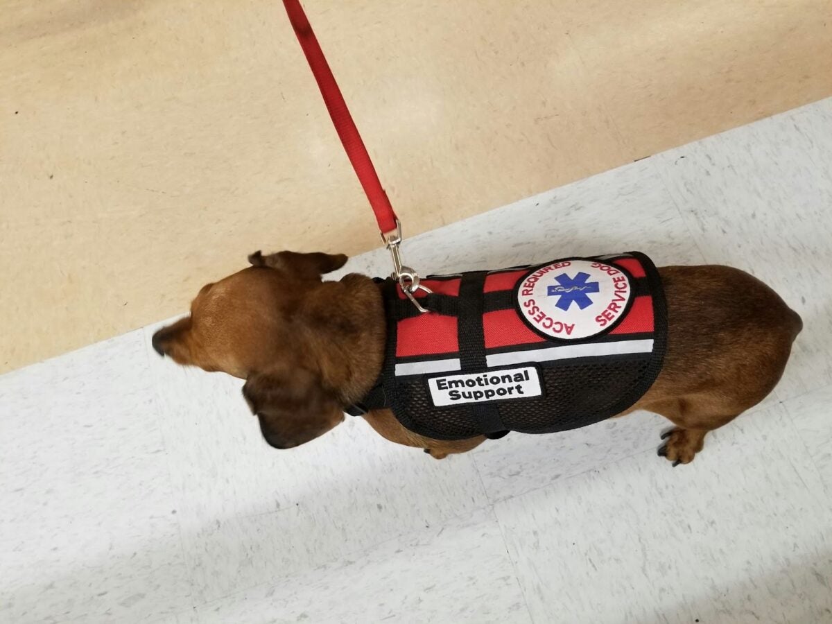 Dog wearing emotional support vest.