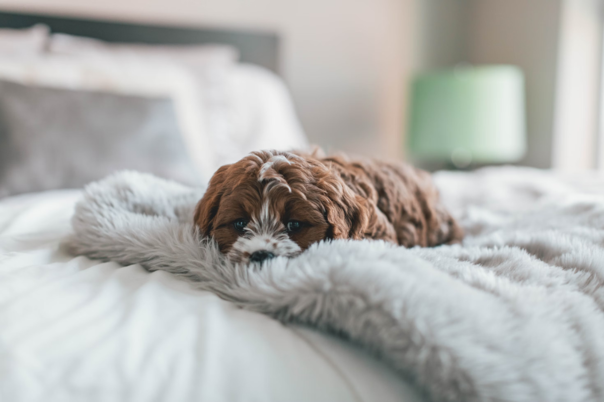 Brown puppy on a bed