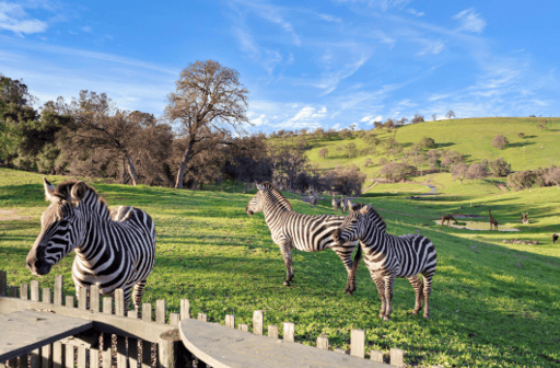 Three zebras, with giraffes and cattle in the background.